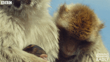 barbary macaque baby GIF by BBC