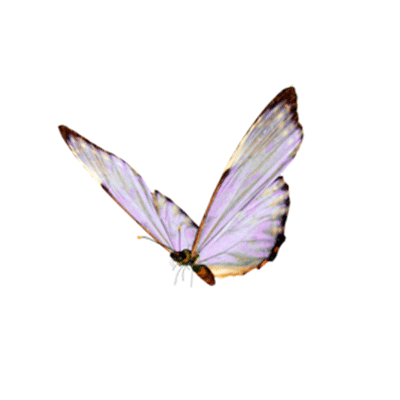 Borboleta Sticker by Aniéli Cristina Linhares