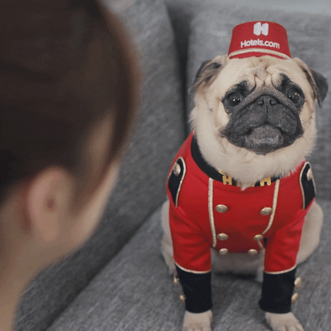 Pug Smile GIF by bellpughotelscom