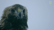 nat geo bird GIF by National Geographic Channel