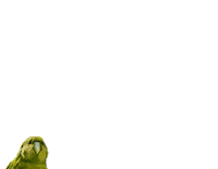 get out frog Sticker