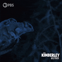 Leap Of Faith Jump GIF by PBS