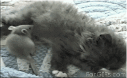cat mouse GIF