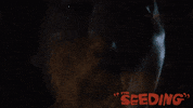 Scared Kate Lyn Sheil GIF by Magnolia Pictures