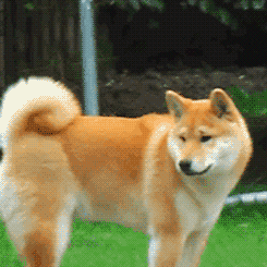 dog GIF