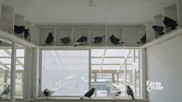 bird fly GIF by CBC