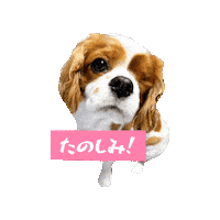 Cavalierkingcharlesspaniel Sticker