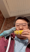 New Yorker Shares Corn Treat With Pet Parrot