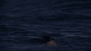 hungry jump GIF by Discovery Europe