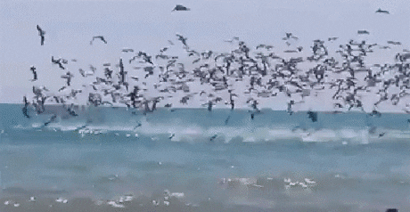 school fish GIF