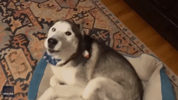 Kansas Husky Really Hates When It's Time to Say Goodnight