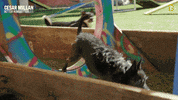 Dogwhisperer GIF by National Geographic Channel