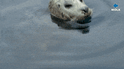 Fun Reaction GIF by MolaTV