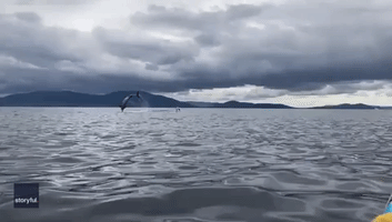 Kayakers in Kerry Greeted by Leaping Dolphin