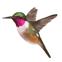 Humming Bird Love Sticker