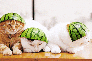 cat watermelon GIF
