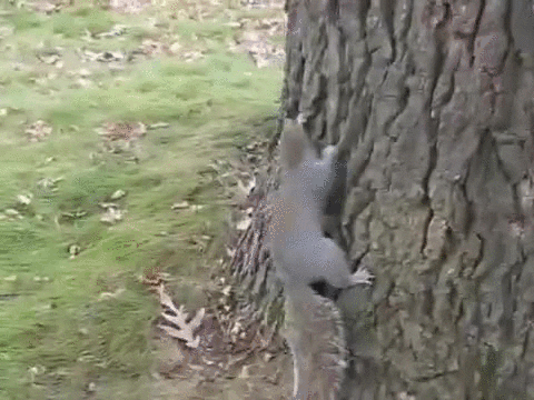 drunk squirrel GIF