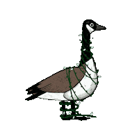 Birdtalk Sticker by girlinwhiteglasses