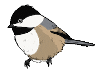 Birdtalk Sticker by girlinwhiteglasses