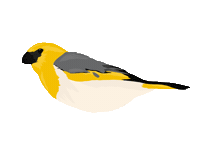Hawaii Sticker