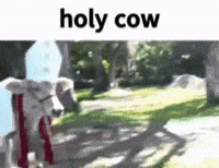 Cow Pope GIF