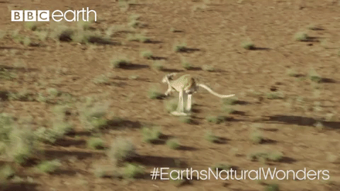 GIF by BBC Earth