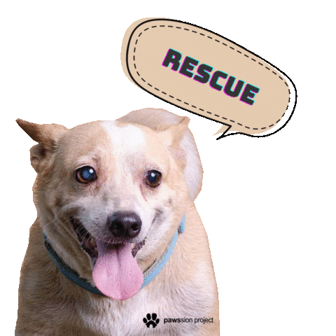 Dog Adopt Sticker by Pawssion Project Foundation Inc.