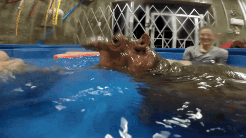 Girl Swim GIF by Cincinnati Zoo