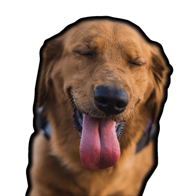 wousic giphyupload golden golden retriever mocca Sticker