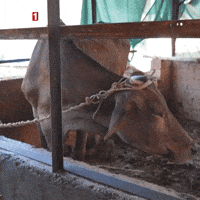Look What GIF by TRT