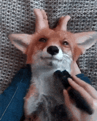 fox relaxing GIF