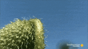 plants GIF by Digg