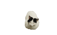 thatfrenchartist love cat new like Sticker