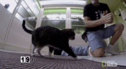 cats GIF by Nat Geo Wild 