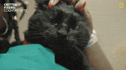 National Geographic Cats GIF by Nat Geo Wild