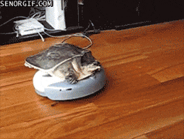 Turtle They See Me Rollin GIF