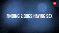 Dogs Having Sex