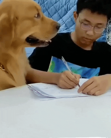 cuteanimalland giphyupload GIF