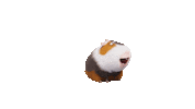 Guinea Pig Fun Sticker by The Secret Life Of Pets
