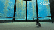 Walking GIF by Monterey Bay Aquarium