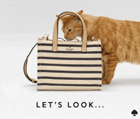 cat GIF by kate spade new york