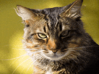 Pet Stinks GIF by Sealed With A GIF