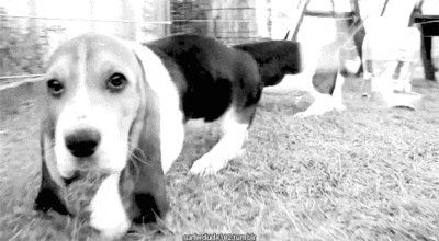 puppies dose GIF