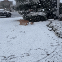 Dogs Frolic in Freshly Fallen Snow