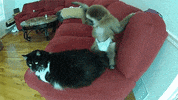 cat GIF
