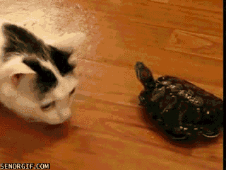 scared cat GIF by Cheezburger