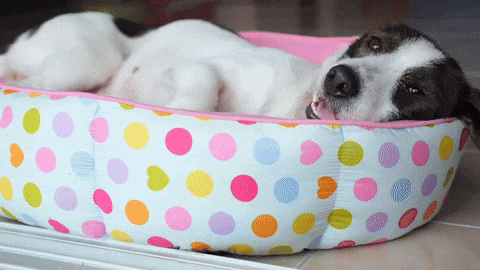 Tailtopiastore giphyupload GIF