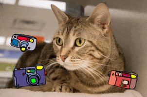 cat camera GIF by Nebraska Humane Society
