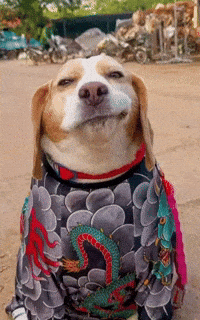 Cool Dog GIF