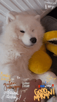 Morning Bonjour GIF